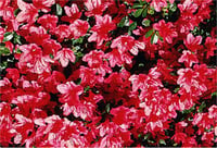 Azalea obtusum Hinodegiri Açelya fidanı