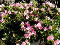 Azalea obtusum Kirin Açelya fidanı