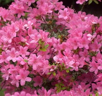 Azalea x Esmeralda Açelya fidanı