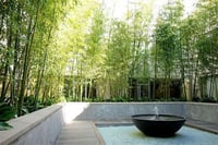 Bambusa Phyllostachys aurea Sarı Bambu fidanı