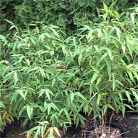 Bambusa Phyllostachys edulis Moso Bamboo Dev Bambu fidanı