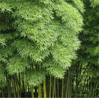Bambusa Phyllostachys edulis Moso Bamboo Dev Bambu fidanı