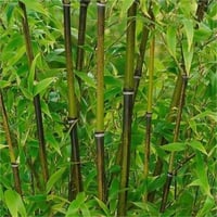 Bambusa Phyllostachys nigra Kara Bambu fidanı