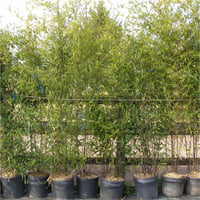 Bambusa Phyllostachys nigra Kara Bambu fidanı