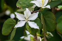 Bauhinia alba Bahunya Çin Orkide Ağacı Fidanı