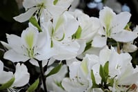 Bauhinia alba Bahunya Çin Orkide Ağacı Fidanı