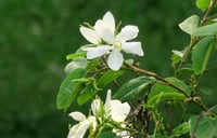 Bauhinia alba Bahunya Çin Orkide Ağacı Fidanı