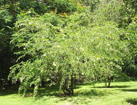Bauhinia tomentosa Bahunya Çin Orkide Ağacı Fidanı