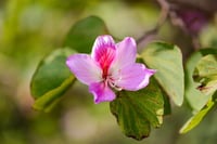 Bauhinia variegata Bahunya Çin Orkide Ağacı Fidanı