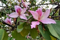 Bauhinia variegata Bahunya Çin Orkide Ağacı Fidanı