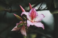 Bauhinia variegata Bahunya Çin Orkide Ağacı Fidanı
