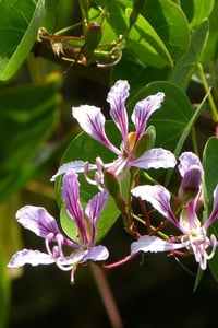 Bauhinia yunnanensis Sarmaşık Bahunya Çin Orkide Ağacı Fidanı