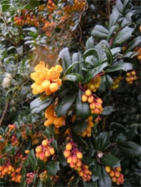 Berberis darwinii Barberry Turuncu Çiçekli Berberis