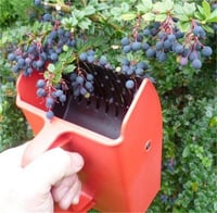Berberis darwinii Barberry Turuncu Çiçekli Berberis