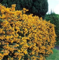 Berberis darwinii Barberry Turuncu Çiçekli Berberis