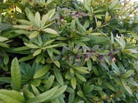 Berberis julianae Herdem Yeşil Berberis fidanı