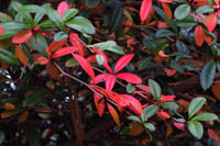 Berberis julianae Herdem Yeşil Berberis fidanı
