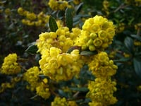Berberis julianae Herdem Yeşil Berberis fidanı