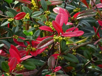 Berberis julianae Herdem Yeşil Berberis fidanı