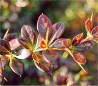 Berberis media Red Jewel Yarı herdem yeşil berberis fidanı