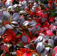 Berberis media Red Jewel Yarı herdem yeşil berberis fidanı