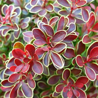 Berberis thunbergii Admiration Ebruli berberis fidanı