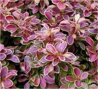Berberis thunbergii Admiration Ebruli berberis fidanı