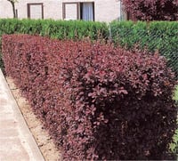 Berberis thunbergii Atrop. Kırmızı Kadın Tuzluğu fidanı