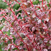Berberis thunbergii Flamingo Kadın tuzluğu fidanı