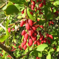 Berberis vulgaris Karamuk adi kadın tuzluğu fidanı