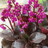 Bergenia cordifolia Winterglut Fil Kulağı Kış Ortancası fidanı