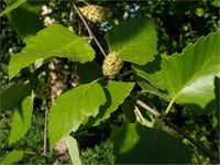 Betula nigra Hus Fidani