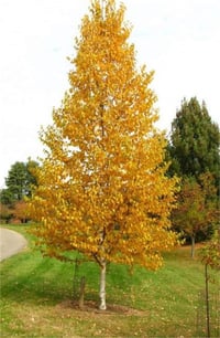 Betula papyrifera Kağıt Huş fidanı