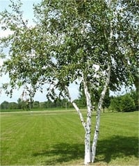 Betula pendula alba Ak Huş fidanı