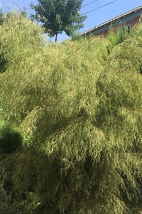 Betula pendula Karaca bodur Huş fidanı