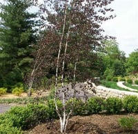 Betula pendula Purpurea Kırmızı yapraklı Huş fidan