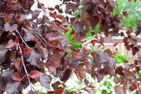 Betula pendula Royal Frost Kırmızı Yapraklı Huş fidanı