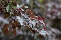 Betula pendula Royal Frost Kırmızı Yapraklı Huş fidanı