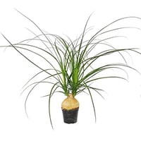 Beucarnea recurvata Nolina Fil Ayağı fidanı