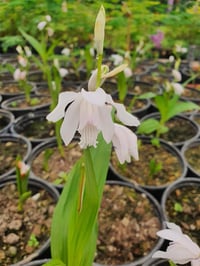 Bletilla Çin orkidesi soğanı -Alba