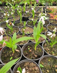 Bletilla Çin orkidesi soğanı -Alba