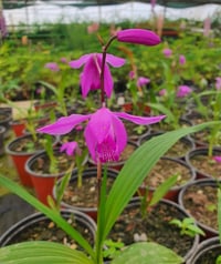 Bletilla Çin orkidesi soğanı -Striata Roze