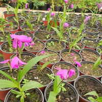 Bletilla Çin orkidesi soğanı -Striata Roze