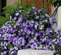 Brunfelsia pauciflora Dün Bugün yarın Çiçeği fidan