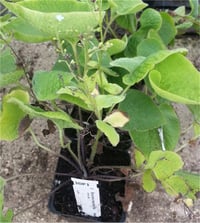 Brunnera macrophylla Sibirya öküz dili sığır dili fidesi