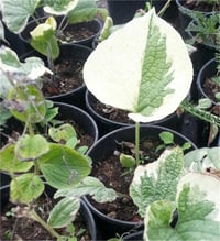 Brunnera macrophylla Variegata Alacalı sibirya öküz dili fidesi