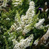 Buddleja d. Nanho White Kelebek Çalısı
