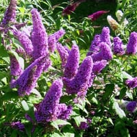 Buddleja d. Peacock kelebek çalısı