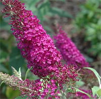 Buddleja davidii Attraction Kelebek Çalısı fidanı