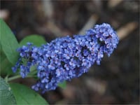 Buddleja davidii Ellens blue Kelebek Çalısı fidanı